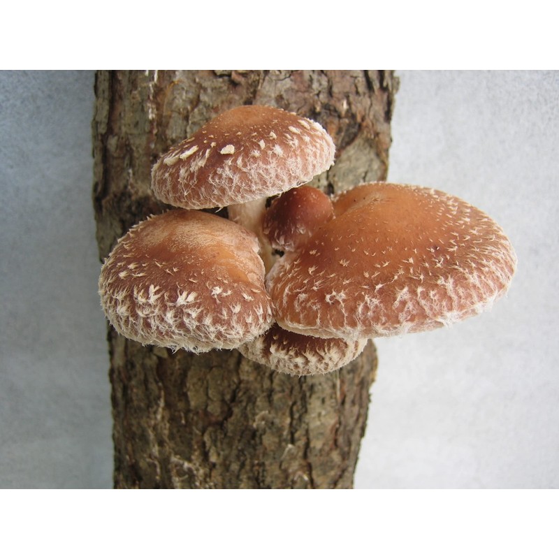 CEMEHA SEEDS - Shiitake Mushrooms Non GMO for Planting Mycelium