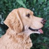 Vivid Arts - Golden Retriever - XRL-GR03-D