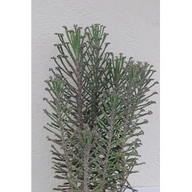 Kalanchoe Bryophyllum Tubiflora - Mother of Thousands Chandelier House Plant