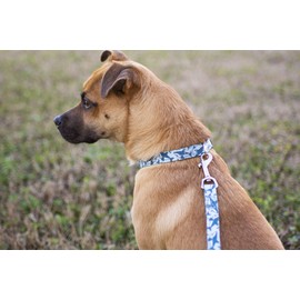 Country Brook Design - Sharks Polyester Webbing (2 Inch, 50 Yards)