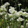 Natures Potions Ltd GARLIC CHIVE SEEDS, 100, Allium Tuberosum, Organic,