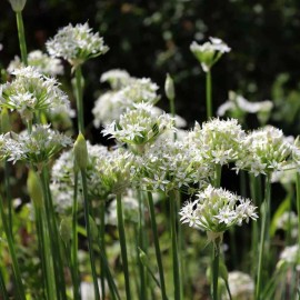 Natures Potions Ltd GARLIC CHIVE SEEDS, 100,  Allium Tuberosum, Organic, Heirloom, Culinary Herb