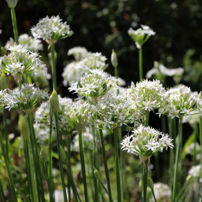 Natures Potions Ltd GARLIC CHIVE SEEDS, 100, Allium Tuberosum, Organic,