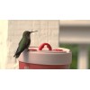 Anna's Healthy Hummingbird - Insulated Feeder