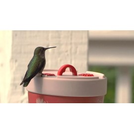 Anna's Healthy Hummingbird - Insulated Feeder