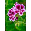 Gooseberry Geranium by Lisa S. Engelbrecht -