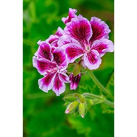 Gooseberry Geranium by Lisa S. Engelbrecht -