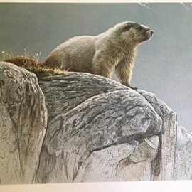 Limited Edition Print Hoary Marmot-ROBERT BATEMAN