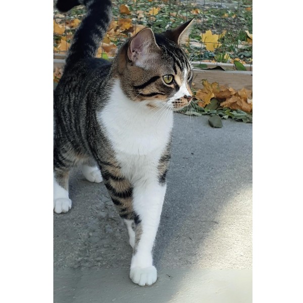 Shelter Animals Task Journal: MacIntosh