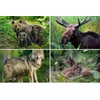 Edition Colibri Animals Europe (Set 2) 3D Postcard Set: 7