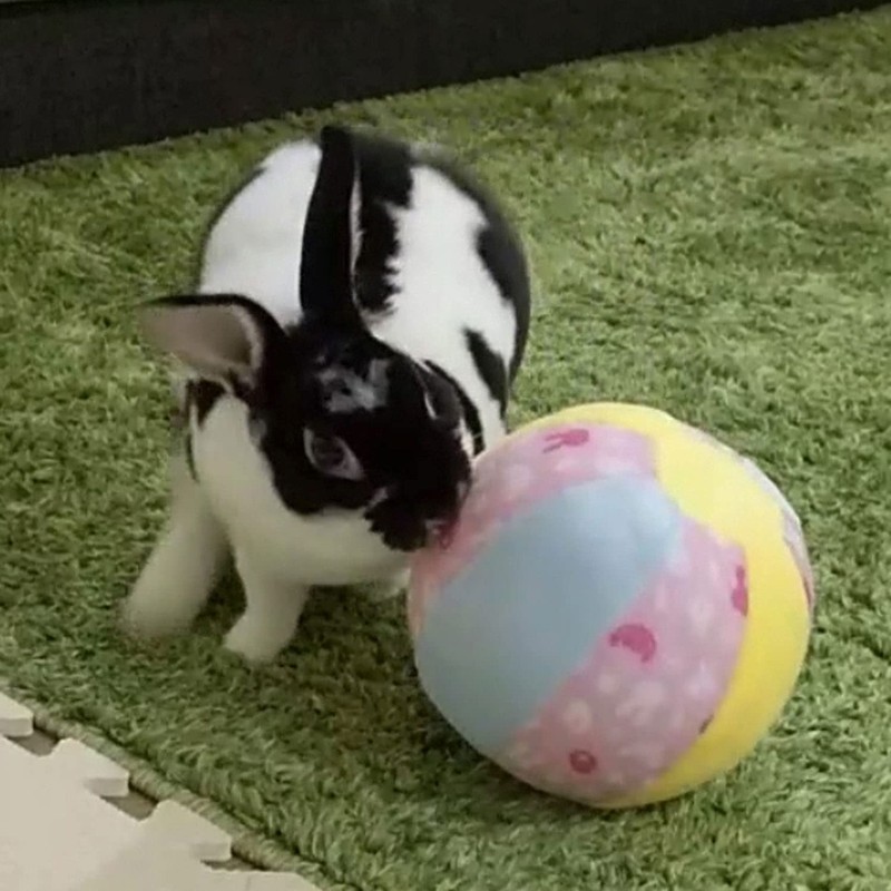 Mini Animan Bunny Toy Big Soft Ball