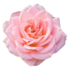 Arm & Hammer Arm & Hammer 6 Pack Liquid Hand Soap for Skin Cleaning - Cleanser for Kitchen & Bathroom with Gentle Rose Scent - Natural Hand Soap Cleanses, Softens 14 FL Oz (414ml)