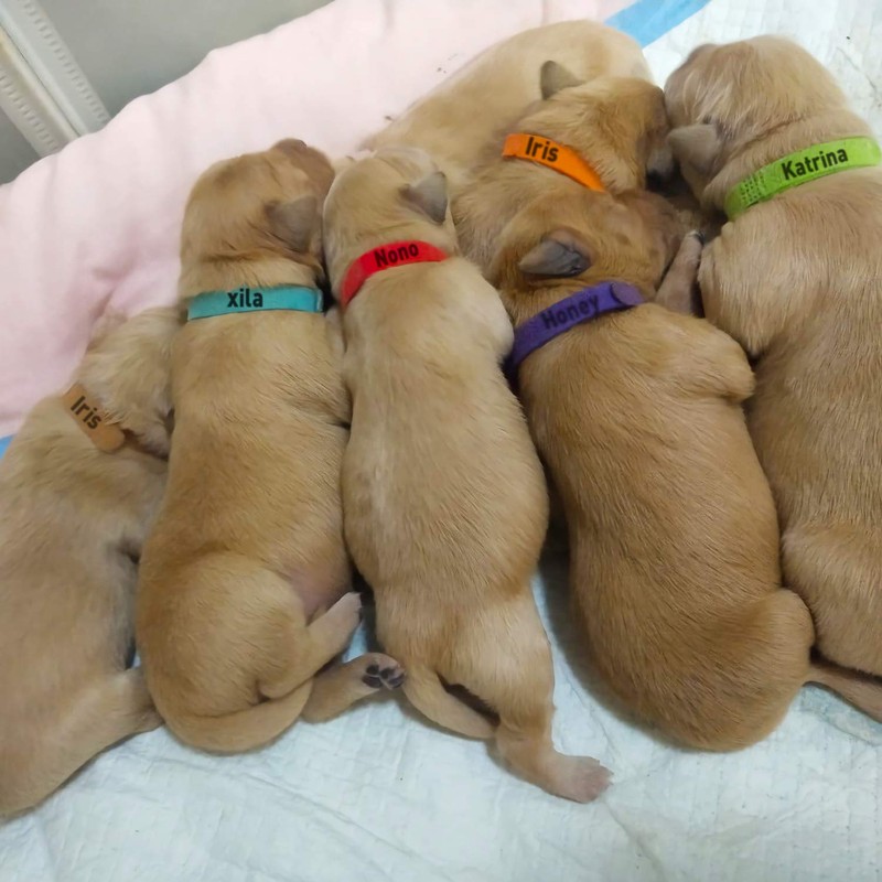 15 Pcs Puppy Whelping Collars Newborn Pet Collars Double-sided Soft