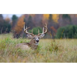 Cz Grain 18 Lbs Food Plot Seed for Deer 10 Seed Blend Spring or Fall Planting 2.5 Acres