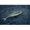 PowerBait The Champ Minnow HD Bluegill 3.4in | 8.5cm