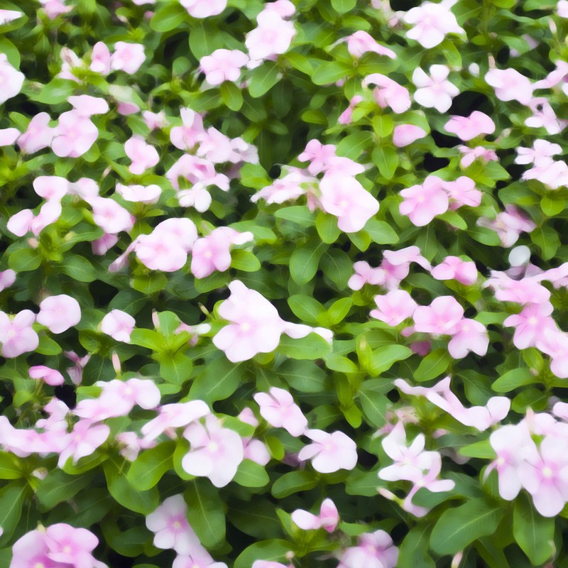 Outsidepride Pink Vinca Periwinkle Ground Cover Plant Flower Seed -