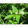 Peppermint Great Garden Herb 1,000 Seeds by Seed Kingdom