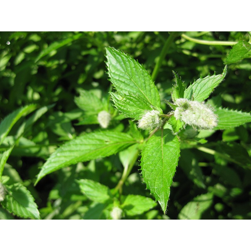 Peppermint Great Garden Herb 1,000 Seeds by Seed Kingdom