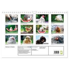 Chickens in the Garden Wall Calendar 2025 DIN A4 Landscape CALVENDO Monthly Calendar