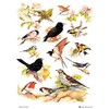Samuel Lamont British Birds Cotton Tea Towel, White, One Size