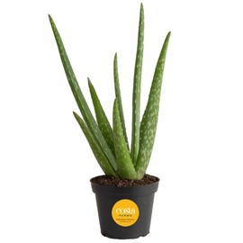 Costa Farms Aloe Vera Plant, Live Succulent, Easy Care Indoor Houseplant in Grower Pot, Room Air Purifier, Tabletop, Office, Desk or Home Décor, Housewarming, Garden Gift, 10-Inches Tall