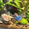 Khanoqq Interactive Betta Fish Flare Stick Toy for Tanks -