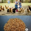 LuckyQ Dried Mealworms for chickens 22lbs - Chicken Treats Duck