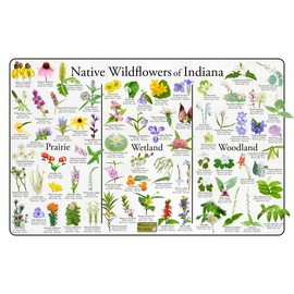 Where's Wildlife Native Wildflowers of Indiana Poster - Flower Chart Divided into Prairie, Wetland, and Woodland Flowers (20" x 30")
