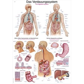 The Digestive System Chart 50 x 70 cm