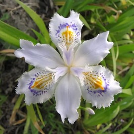 DouxiE 35pcs Mixed Color Rare Heirloom Iris Seeds - Stunning Colors for Your Garden - Uncommon Varieties