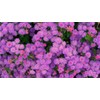 Ageratum Pink Floss Flower Seeds 400+ Seeds for Planting Non-GMO