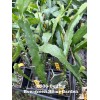 Cactus Rooted Epiphyllum Orchid Cactus “Beijing” Growing In 4” Starter