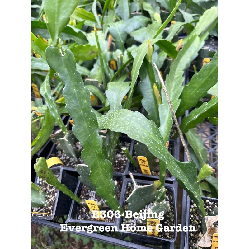 Cactus Rooted Epiphyllum Orchid Cactus “Beijing” Growing In 4” Starter