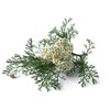 Yarrow Flower - Achillea millefolium Loose Leaf & Flower C/S