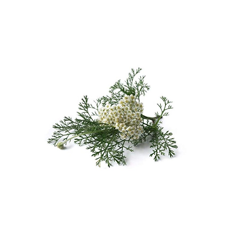 Yarrow Flower - Achillea millefolium Loose Leaf & Flower C/S