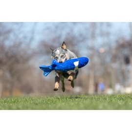 Fluff and Tuff Gil Koi Fish