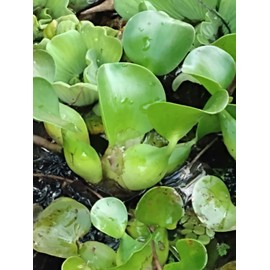 3 Water Hyacinth, 3 Water Lettuce Bundle. See Shipping Policy Before Purchase.