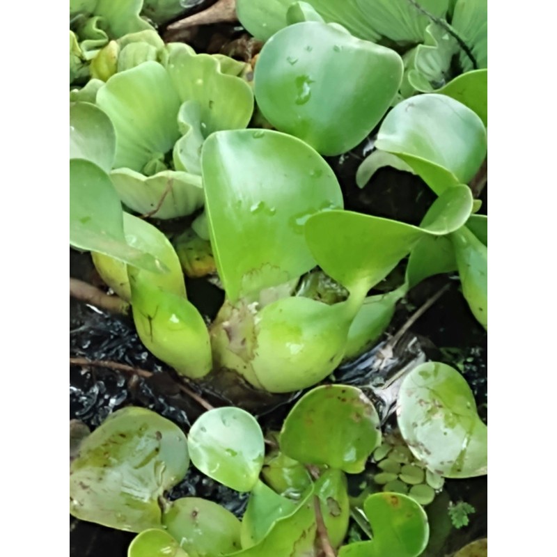 3 Water Hyacinth, 3 Water Lettuce Bundle. See Shipping Policy