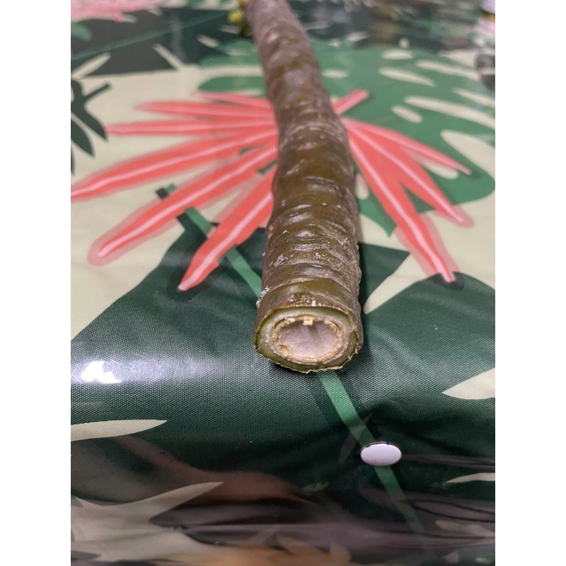 Hawaiian Yellow Plumeria Fresh Starter Cutting Single Head 10inch Unrooted