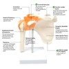 Human Shoulder Joint Model, Life Size Flexible Anatomically Accurate Shoulder