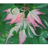 Orido Nishiki Japanese Maple 3 - Year Graft