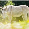 200 ml - Shampoo with Donkey Milk (15%) + Natural