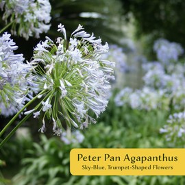 6 Peter Pan Agapanthus in 3.5" Nursery Cubes | Agapanthus ‘Peter Pan’ | Live Compact Perennial Flowering Plant for Borders, Containers & Gardens | Ready-to-Plant