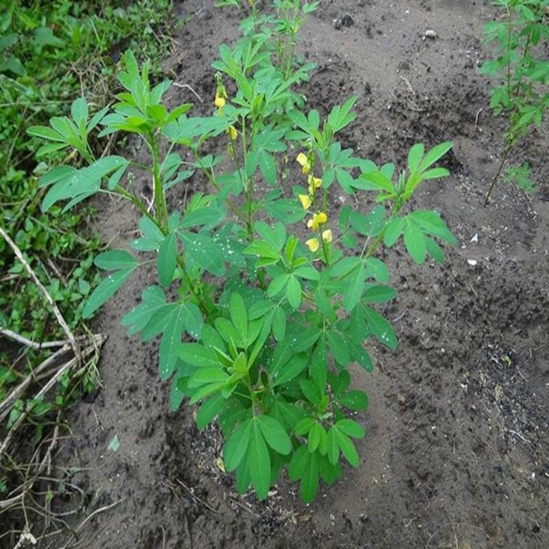 50 Seeds Fresh Chipilin Seeds Chipilin Guatemalan Seeds