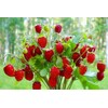 Sweet Wild Strawberry Seeds for Planting Fragaria Vesca Fraisier des