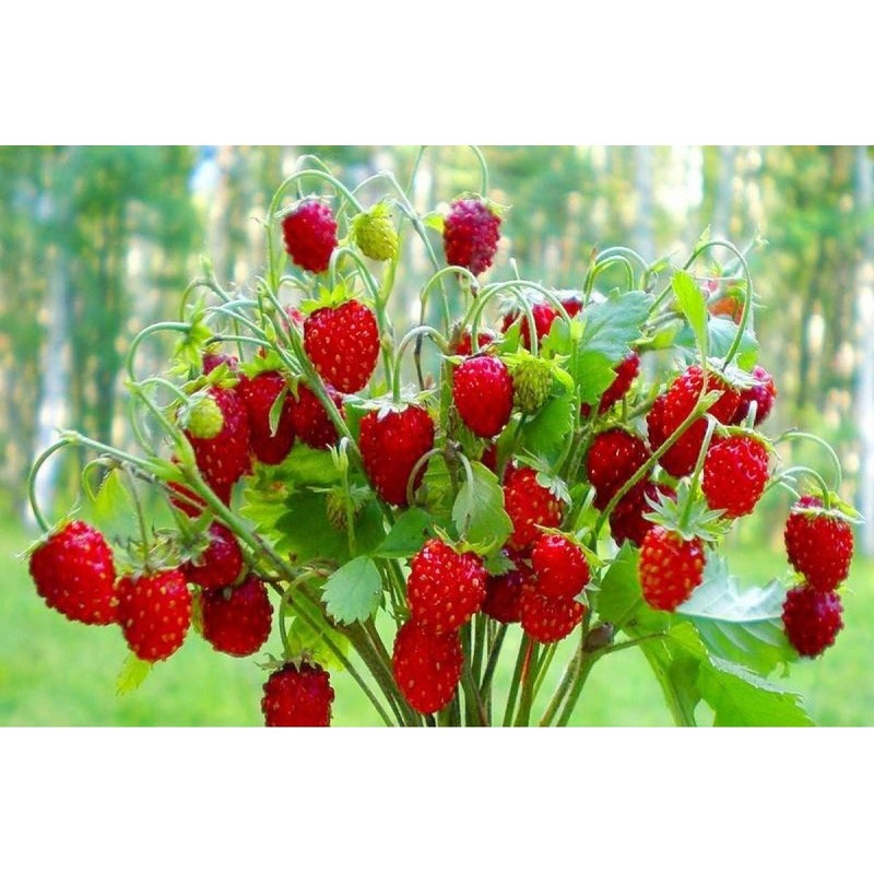 Sweet Wild Strawberry Seeds for Planting Fragaria Vesca Fraisier des