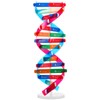 NUOBESTY 1 Set DNA Model, Double Helix Human DNA Model