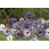 Poppy Shirley Amazing Grey - 15 Seeds - Papaver Rhoeas