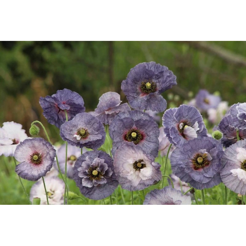 Poppy Shirley Amazing Grey - 15 Seeds - Papaver Rhoeas