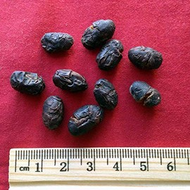 Xi Yao Peng XYP Dandouchi Dan Dou Chi  100Gram